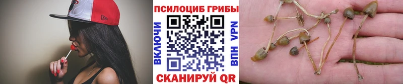 Псилоцибиновые грибы GOLDEN TEACHER Купить закладки Катайск